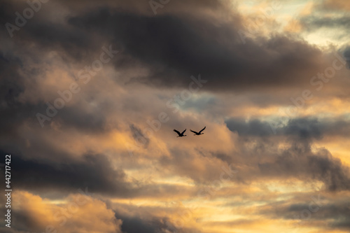Bird watching in Prerow , north Germany, the cranes flying over the countryside early in October © Dancingdice