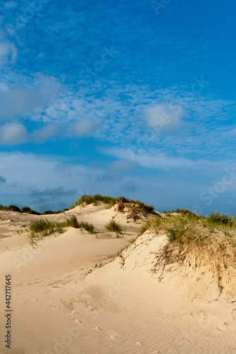 Dunes at the Zuidduinen