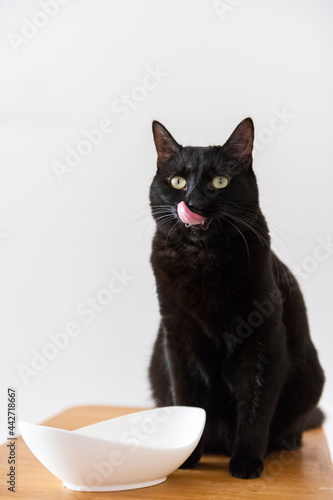 Schwarze Katze leckt sich das Mäulchen photo