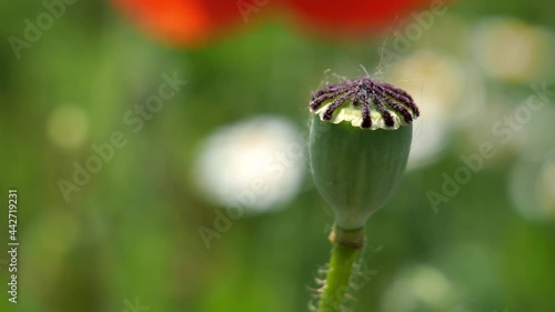 Common poppy opium capsule without flower in the wind in detail closeup photo