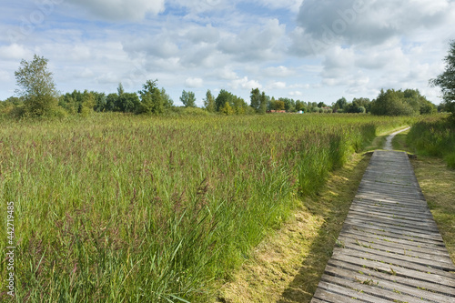Landscape at Nationaal Park de Weerribben in summer © AGAMI