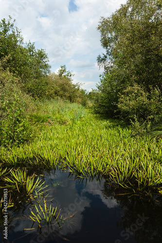 Krabbenscheer, Water soldier, Stratiotes aloides photo