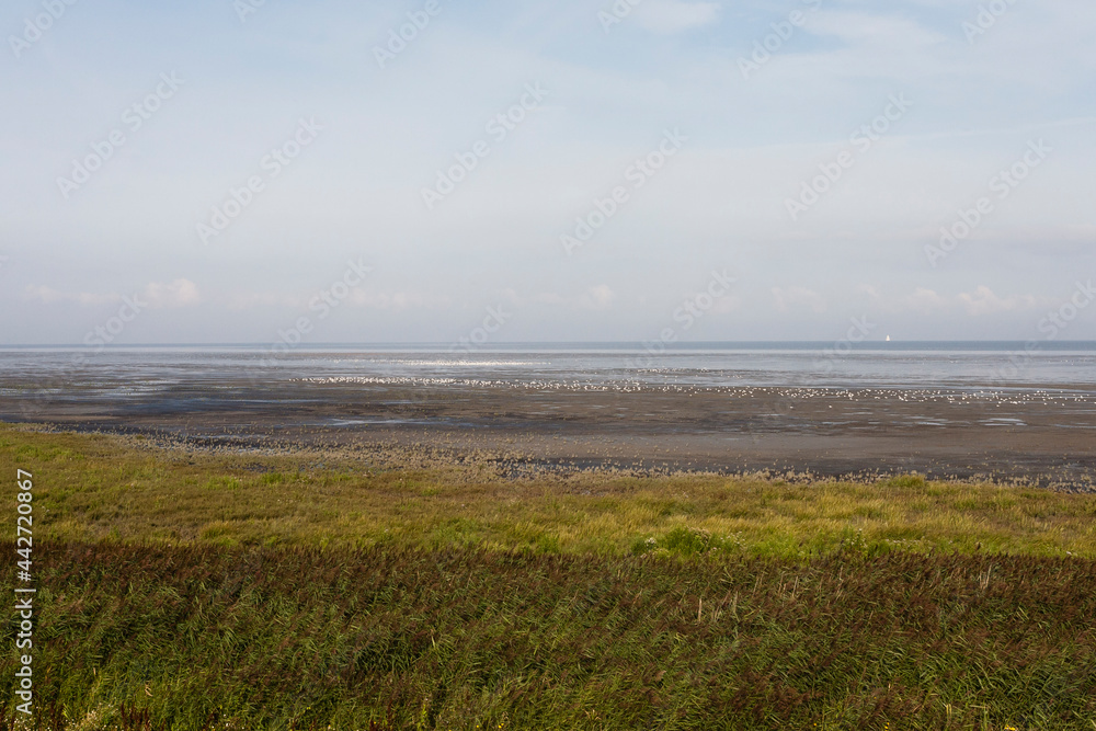 Vogels op Waddenzee, Birds at Wadden Sea Vogels op Waddenzee, Birds at Wadden Sea