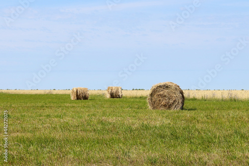 Straw bales in the field. Background. Scenery.