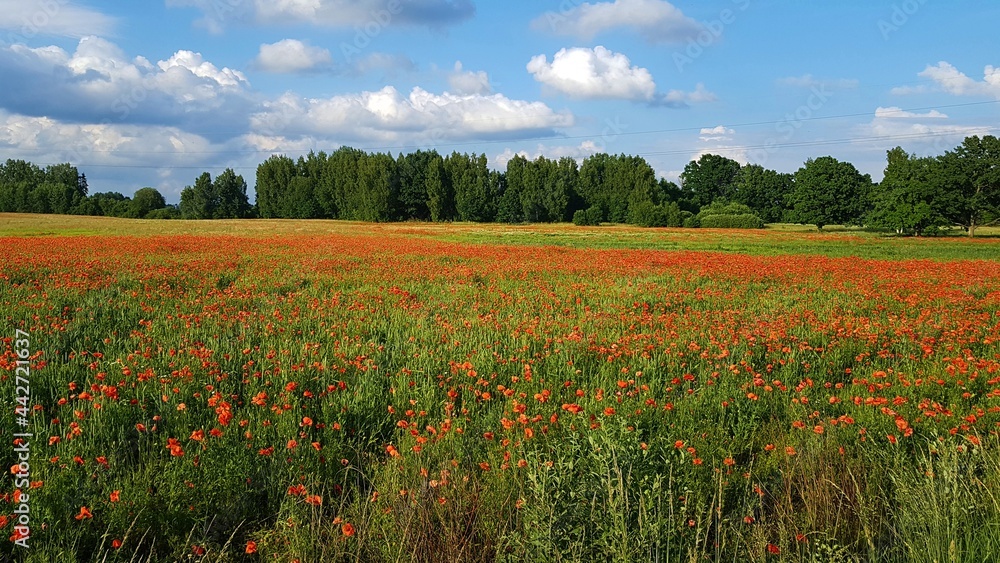 Many field red poppies bloom in the vast fields on warm summer days