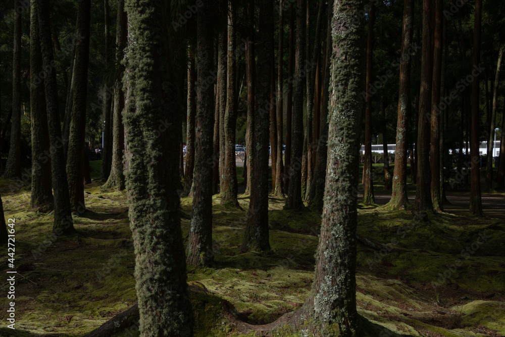 Mossy forest in Furnas, São Miguel Island. Pure nature scene. Mossy forest in Furnas, São Miguel Island. Pure nature scene.