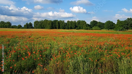 Many field red poppies bloom in the vast fields on warm summer days