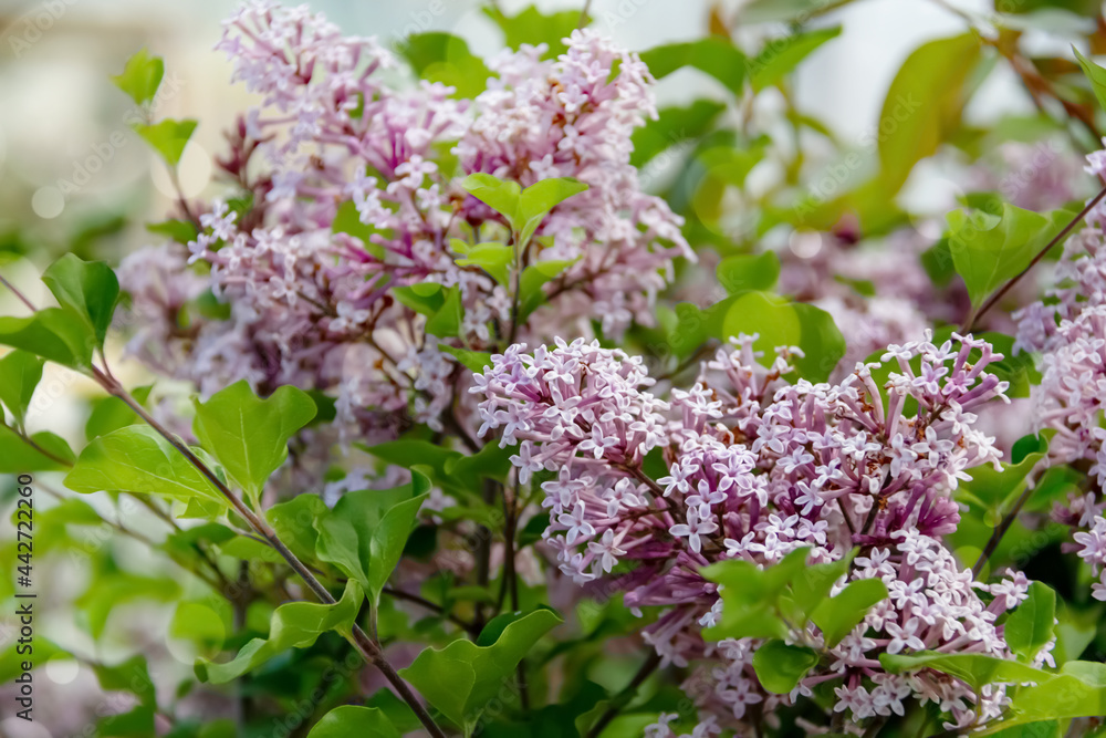 Summer background with branches of blooming lilacs. Summer background with branches of blooming lilacs.