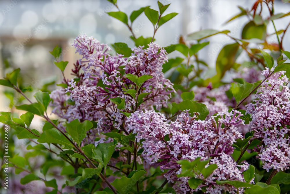 Summer background with branches of blooming lilacs. Summer background with branches of blooming lilacs.