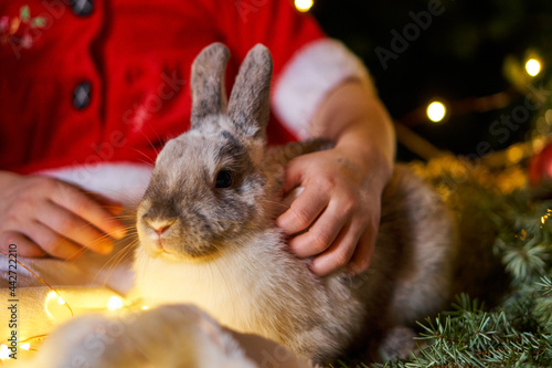 Rabbit in children s hands. Pet for Christmas. Joy to the child.New Year s bunny
