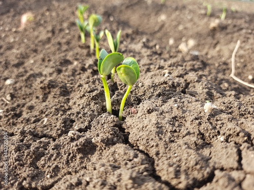 Photo Green sprouts of soybean emerged from soil.
