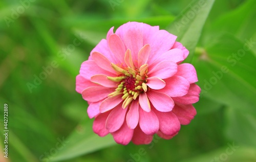 pink flower