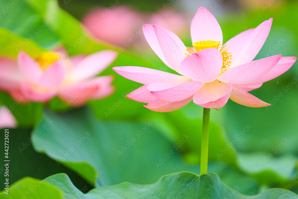 Fototapeta premium 蓮 ハス