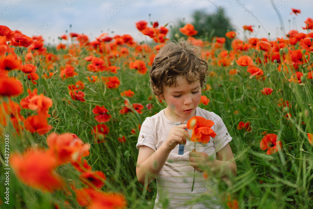 Little Boy plays in a beautiful field of red poppies. People and nature. Little Boy plays in a beautiful field of red poppies. People and nature.