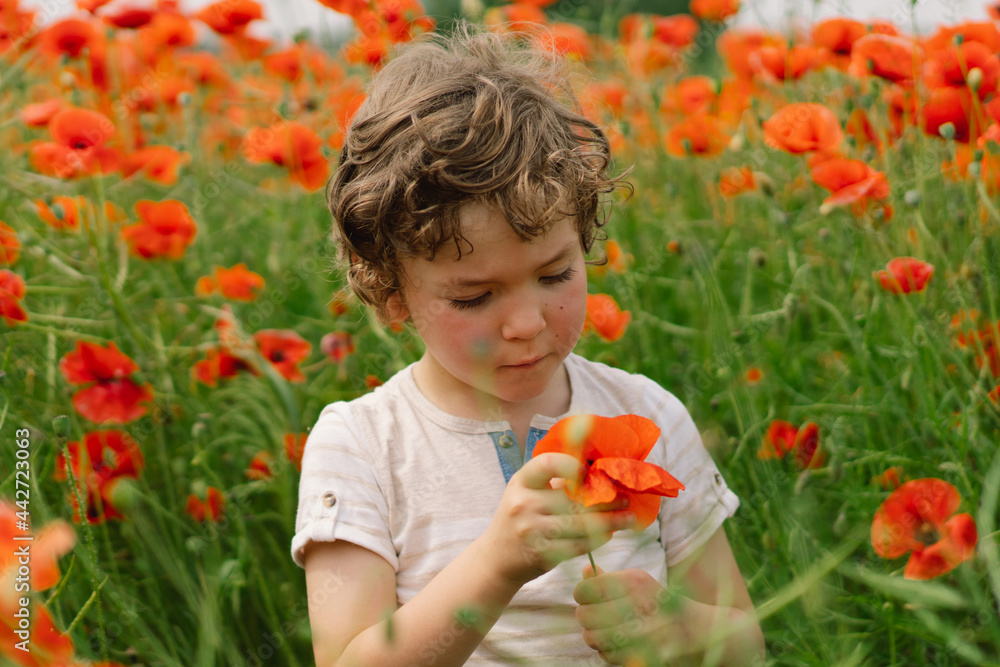 Little Boy plays in a beautiful field of red poppies. People and nature. Little Boy plays in a beautiful field of red poppies. People and nature.