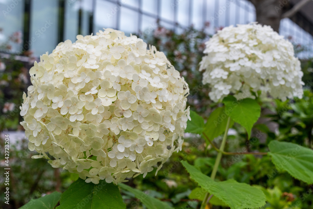 白色のかわいい満開の紫陽花 梅雨のイメージ 風景自然背景テクスチャー素材 白色のかわいい満開の紫陽花 梅雨のイメージ 風景自然背景テクスチャー素材