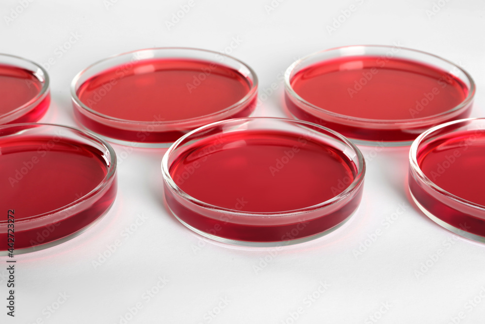 Petri dishes with red liquid on white background Petri dishes with red liquid on white background
