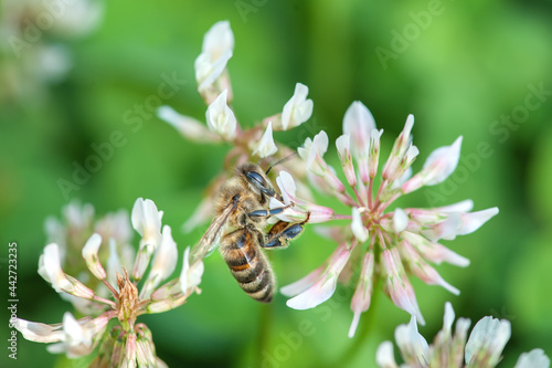 A bee collects honey from flowers on a summer day