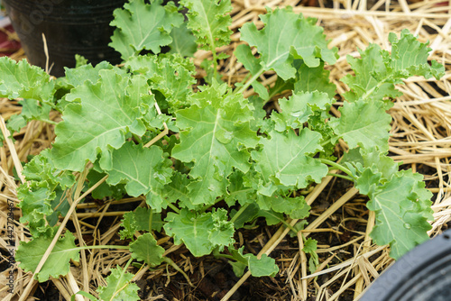 Macro photo of Curly Kale photo