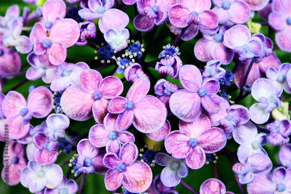 賑やかな紫陽花