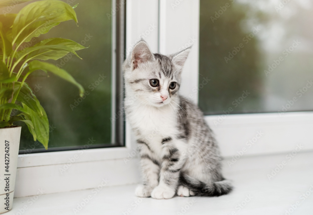 A cute white kitten with gray stripes is sitting on the windowsill against a background of green plants