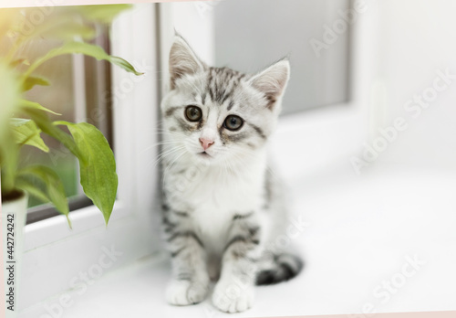 portrait of a pet-a cute white kitten with gray stripes sitting on the windowsill against a background of green plants