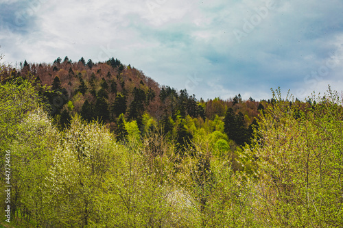 Fototapeta Naklejka Na Ścianę i Meble -  Wonderful spring landscape in the mountains with a flowering trees