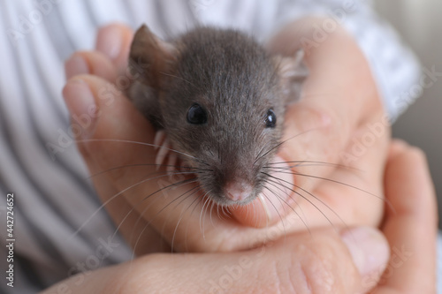 Woman holding cute small rat, closeup view