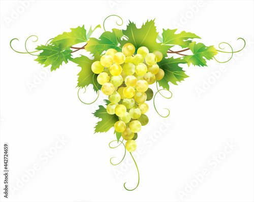 Cluster of ripe white grape with leaves isolated on white. Floral design element. Vector illustration. 