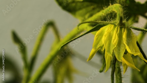 Fused flower of a tomato plant. Yellow petals and green hairy sepals. Close up, side view, dolly right. photo