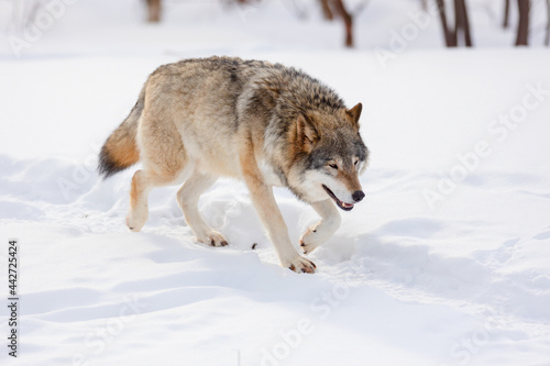 Full length of wolf walking on snow © kjekol