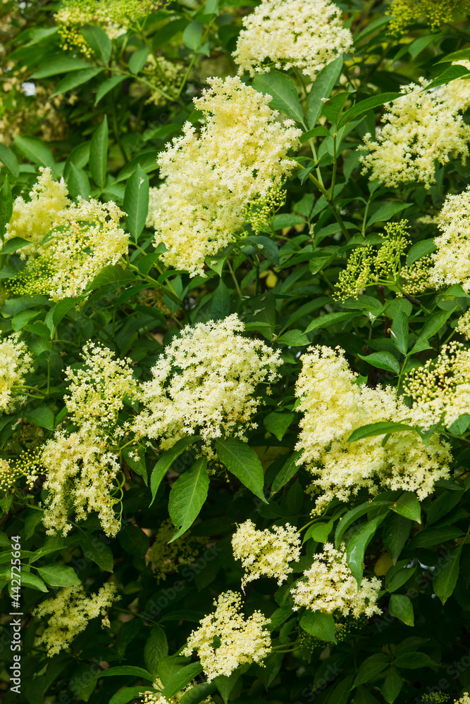 The blooming tree of the white elderberry flower