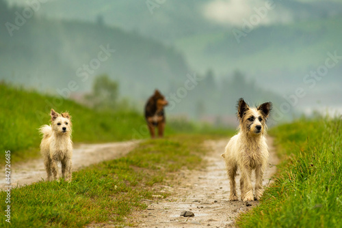 Beautiful landscape panorama in Podhale with shepherd dogs, Poland
