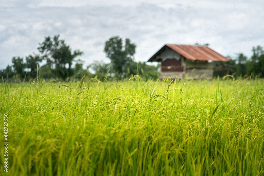 Blurred background of greenery rice agriculture field with a wooden hut building in day time sky. Nature background photo. 