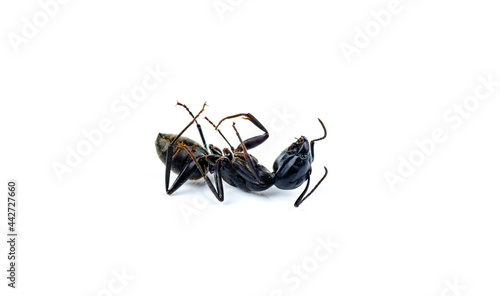 Dead ant isolated on white background photo