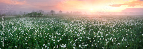 Daffodils in the fog