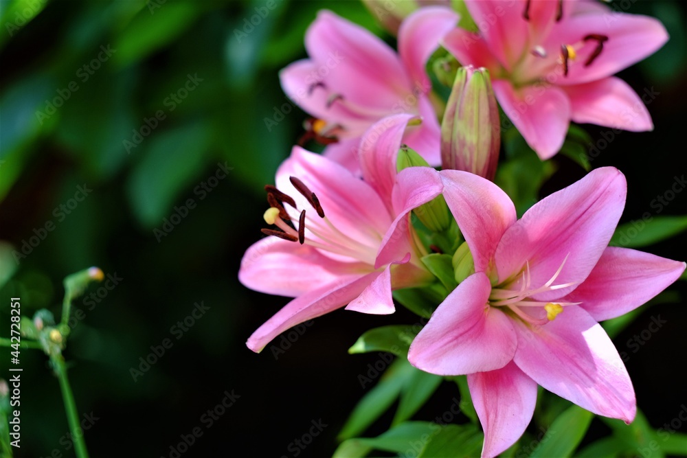 photos of flowers on a summer day photos of flowers on a summer day