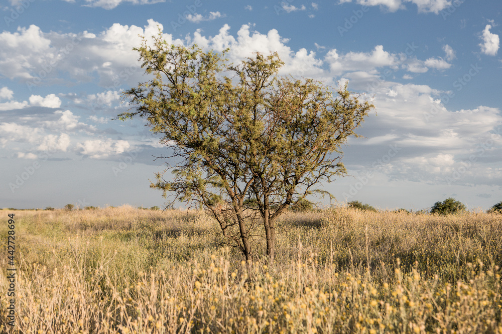 tree on the field