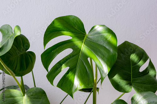 beautiful monstera leaves on white textured background