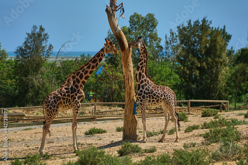 Two giraffes live in the zoo. The life of wild animals among people.