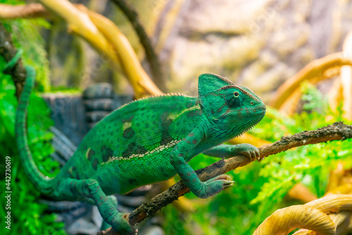 Wallpaper Mural Young green chameleon on a branch. Cute pet. Protective coloring of the animal. Torontodigital.ca
