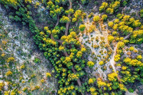 aerial view forest on the rocks © Ugo