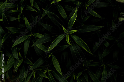 leaf in dark tone for background