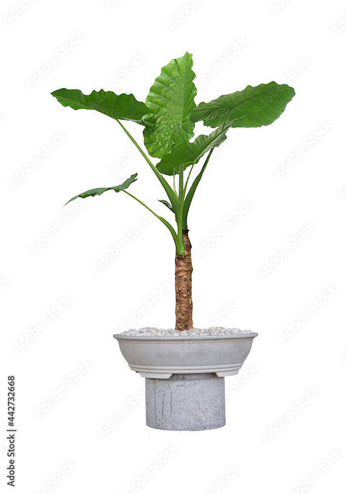 philodendron In a cement pot, on a white background, make a work path. philodendron In a cement pot, on a white background, make a work path.