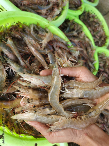 Pacific White shrimps