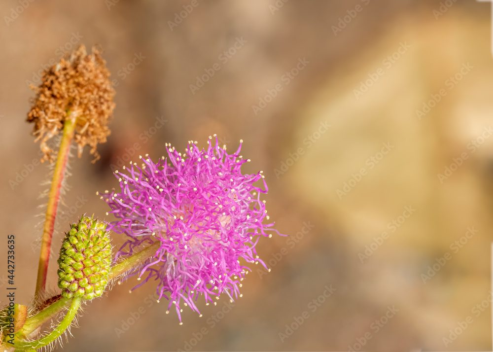 Mimosa Pudica or Shameplant flower Life Cycle Mimosa Pudica or Shameplant flower Life Cycle