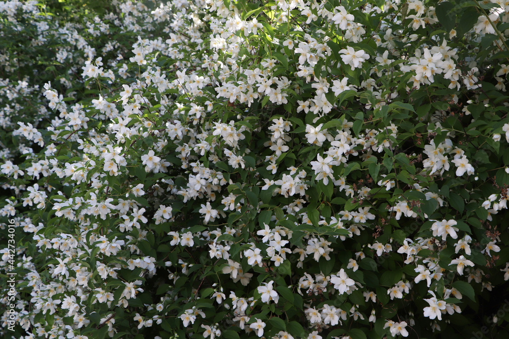 Beautiful blooming jasmine shrub with white flowers outdoors