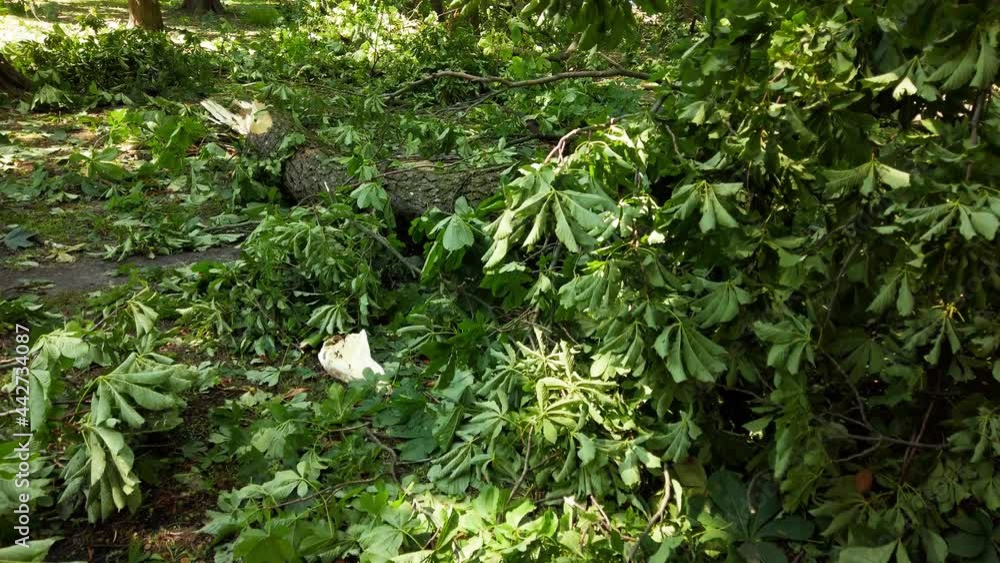 Trees felled by a hurricane in the park. Trees felled by a hurricane in the park.