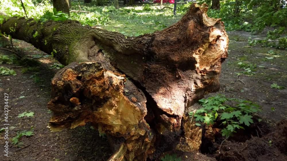Trees felled by a hurricane in the park. Trees felled by a hurricane in the park.