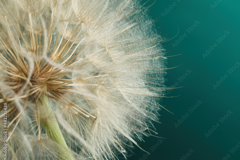 Fototapeta premium Beautiful fluffy dandelion flower on dark turquoise background, closeup